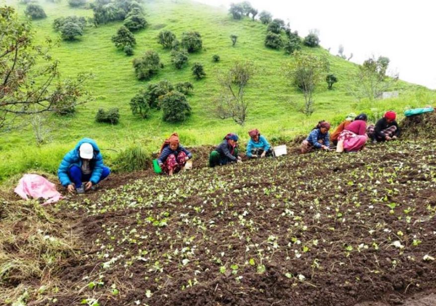 जडीबुटी खेतीतर्फ म्याग्देली